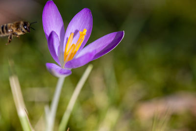 Close-up of honey bee on purple crocus flower