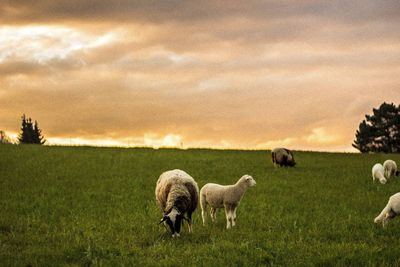 Sheep grazing on grassy field