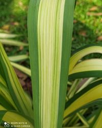 Close-up of green leaf