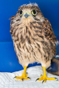 Close-up portrait of owl against blue sky