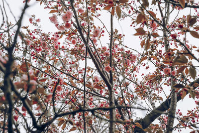 Low angle view of pink flowering tree