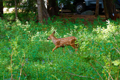 Deer in a forest