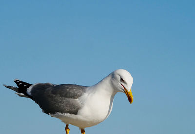 Low angle view of seagull against clear blue sky