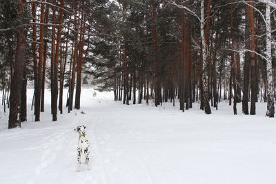 Trees on snow covered land during winter