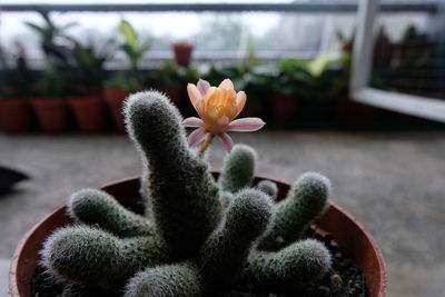 Close-up of succulent plant