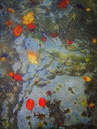 Close-up of red leaves