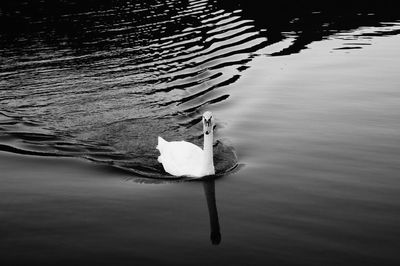 Close-up of swan floating on lake