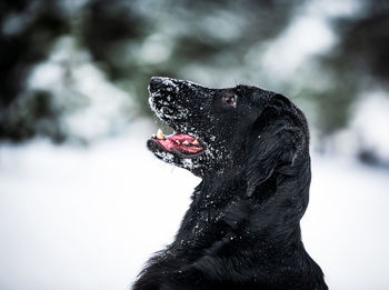 Close-up of a dog looking away