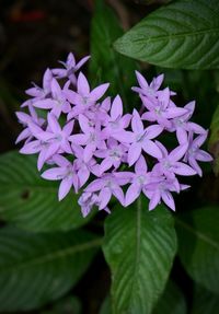 Close-up of purple flowers blooming outdoors