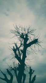 Low angle view of silhouette tree against sky