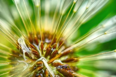 Close-up of caterpillar on plant