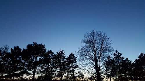 Low angle view of trees against clear blue sky