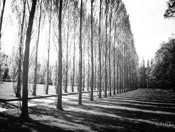 Footpath amidst trees