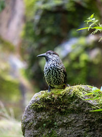 Close-up of bird perching on rock