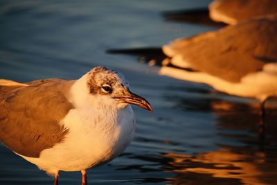 Close-up of bird