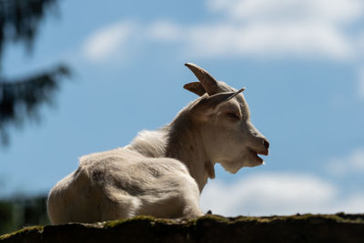 Low angle view of horse against sky