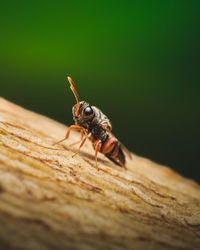 Quite possibly one of the smallest wasps i've ever seen, measuring approx. 5mm long.