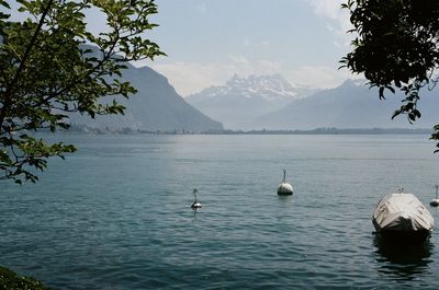 View of ducks swimming in lake