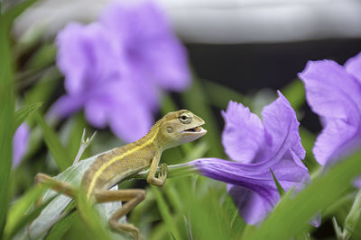 Close-up of insect on purple flower