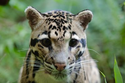 Close-up portrait of ocelot