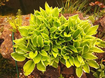 Plants growing in water