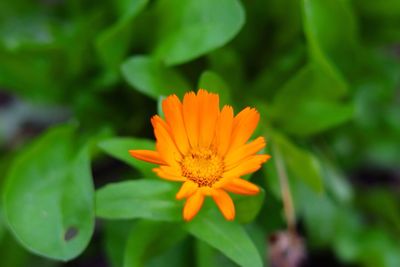 Close-up of orange flower blooming outdoors