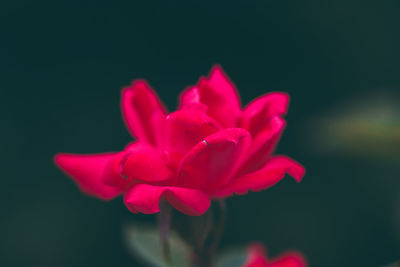 Close-up of pink flowers