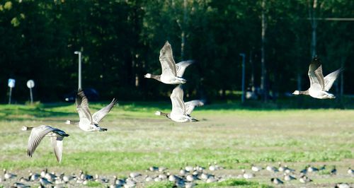 Canada geese flying over field