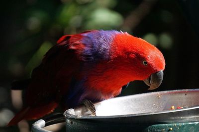 Close-up of red parrot on bird feeder