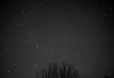 Low angle view of trees against star field at night