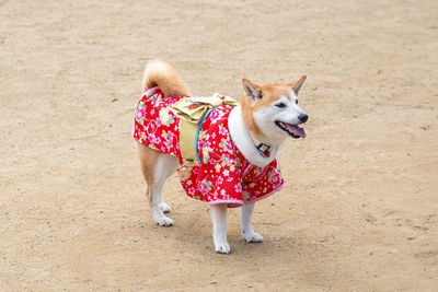 Dogs on sand at beach