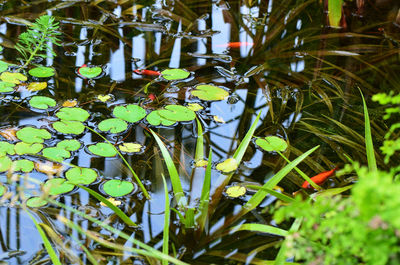 Close-up of plant