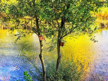 Tree by lake against trees