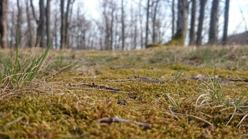 Surface level of grass on field