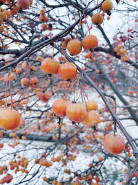 Close-up of fruits growing on tree