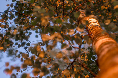 Low angle view of leaves on tree during autumn
