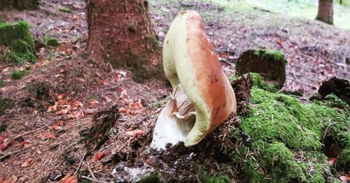 High angle view of a mushroom