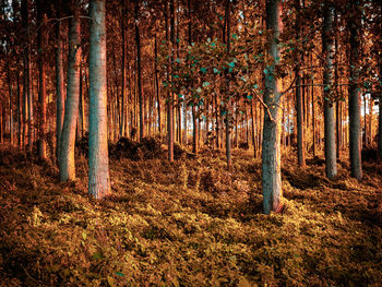 Trees in forest during autumn