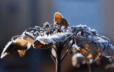 Close-up of snow on plant during winter