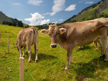 Cows standing in a field