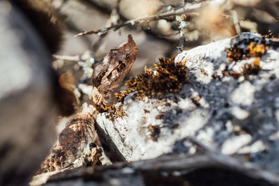 Close-up of viper snake on rock