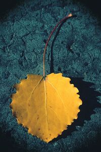 Close-up of yellow maple leaf on water