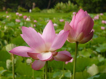 Close-up of pink lotus