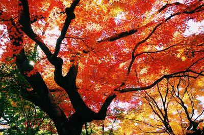 Low angle view of tree during autumn