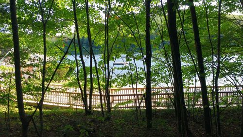 Trees in forest