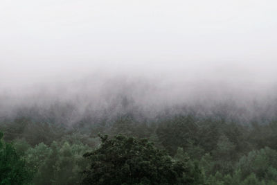 Trees in foggy weather