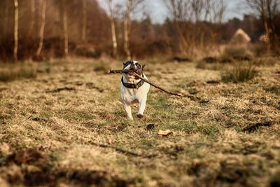 Dog carrying stick in mouth while running on land during sunset