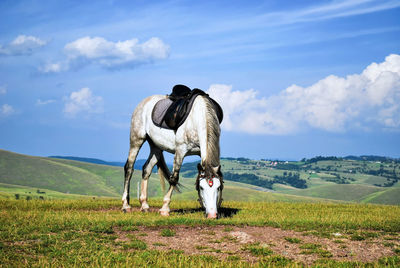 Horse standing on field against sky