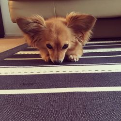 Close-up of dog at home