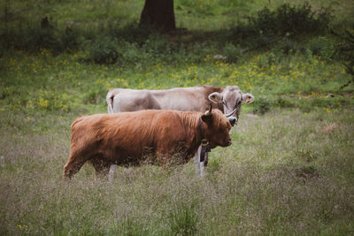 Cows in a field